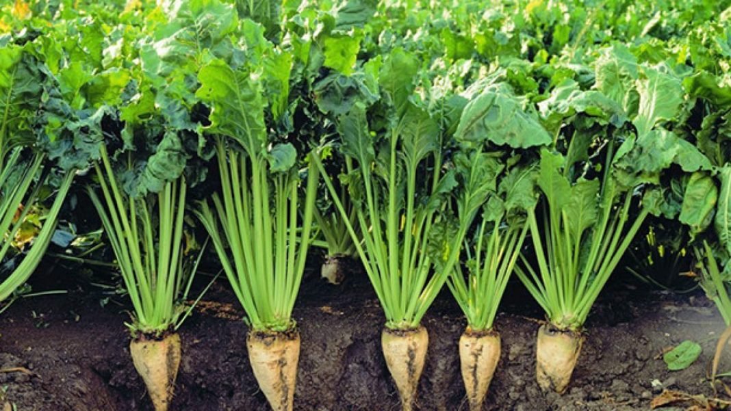 Şekerpancarı Alım Fiyatı 336 Lira Açıklandı Tarım Gündemi