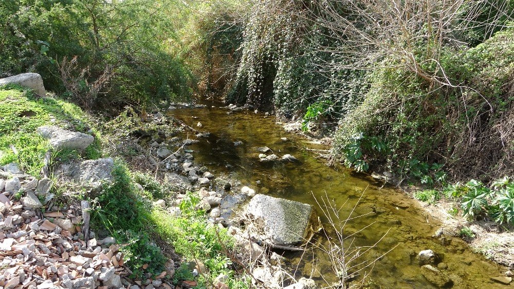 Kozan’da Derede Yüzlerce Balık Telef Oldu - Tarım Gündemi