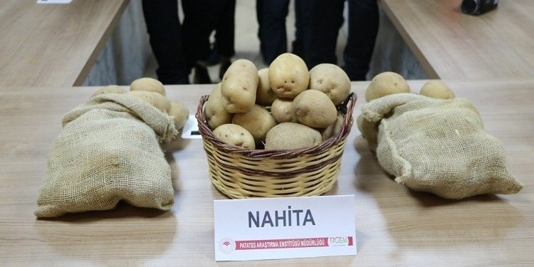 nahita patates